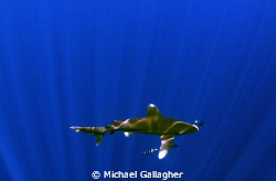 Oceanic whitetip in sunbeams by Michael Gallagher 
